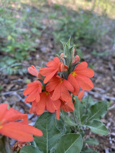 Sabi Crossandra