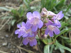 Penstemon gormanii