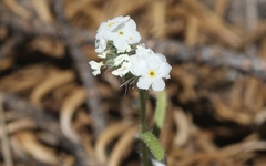 Cryptantha simulans