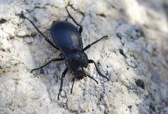 Stenomorpha marginata