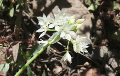 Allium campanulatum