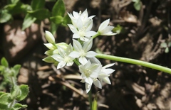 Allium campanulatum