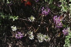 Allium campanulatum