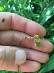 Carex bebbii
