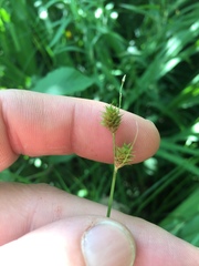 Carex bebbii