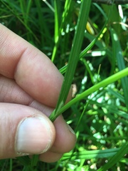 Carex bebbii
