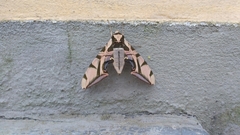 Batocnema coquerelii