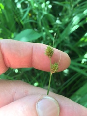 Carex bebbii