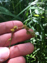 Carex bebbii