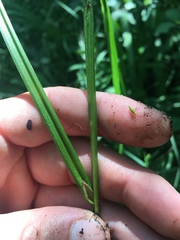 Carex bebbii
