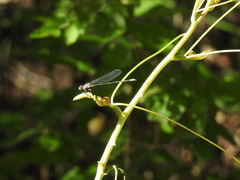Argia translata