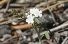 Cryptantha simulans