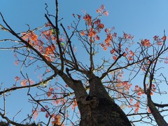 Erythrina verna
