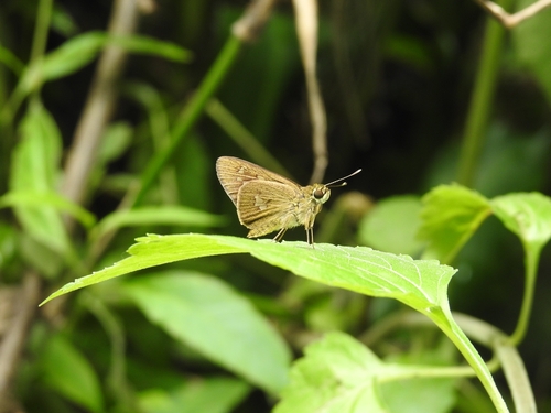 Large Long-banded Flitter