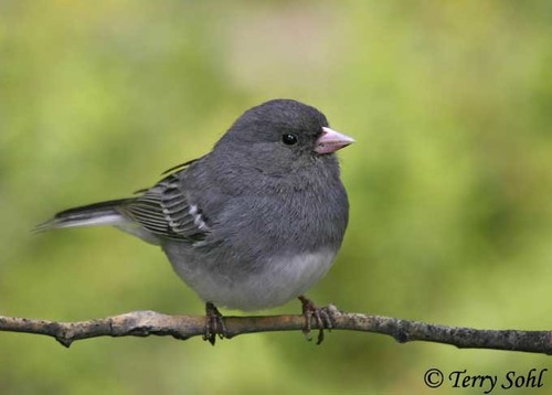 Dark-eyed Junco, photo 9 of 10