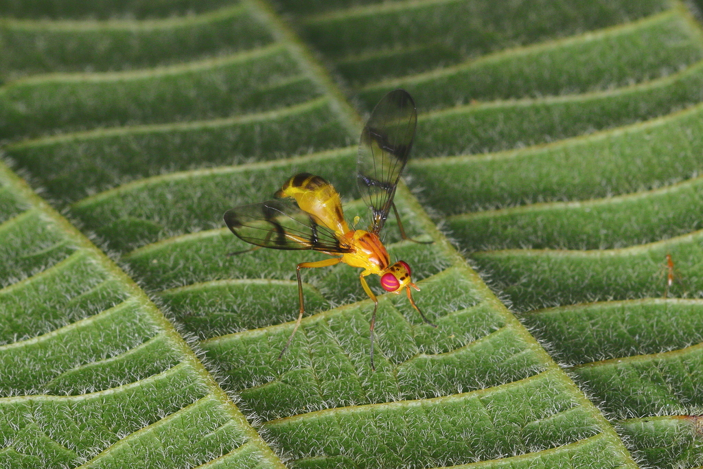 Hemixantha longipes