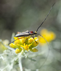 Sphaenothecus bilineatus