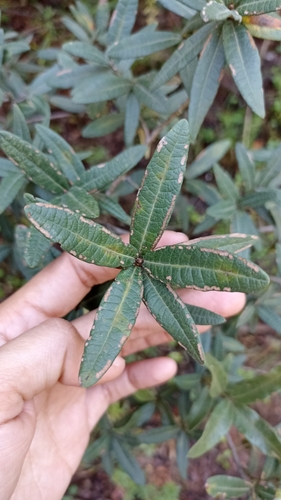 Quercus crassipes