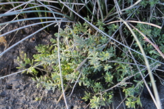 Suaeda novae-zelandiae