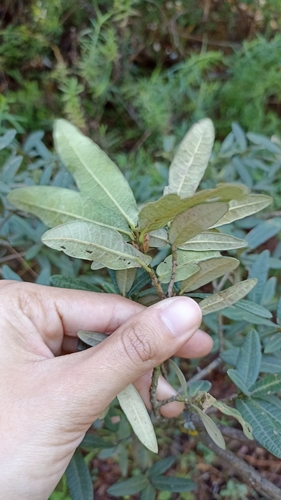 Quercus crassipes