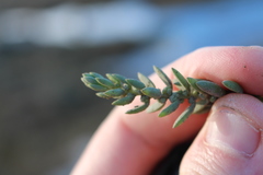 Suaeda novae-zelandiae
