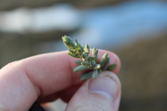 Suaeda novae-zelandiae