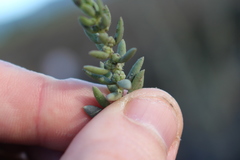 Suaeda novae-zelandiae