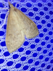 Saucrobotys futilalis