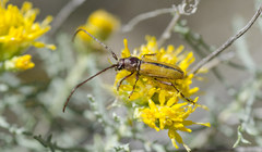 Crossidius suturalis
