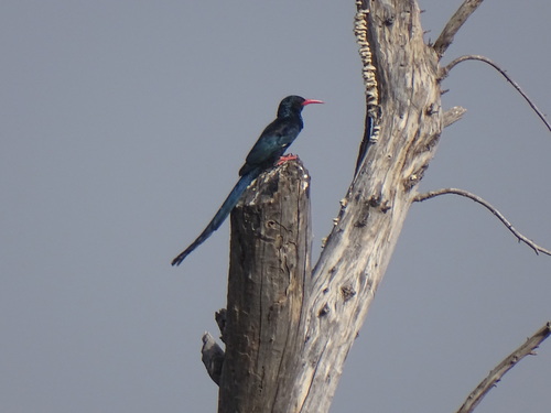 Green Woodhoopoe