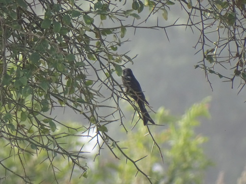 Fork-tailed Drongo