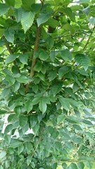 Carpinus betulus