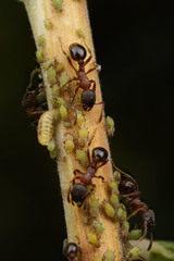 Myrmica incompleta
