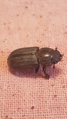 Dorcus parallelus