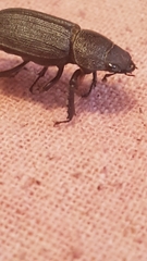 Dorcus parallelus