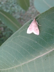 Saucrobotys futilalis