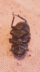 Dorcus parallelus