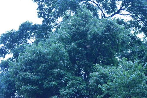 Image of Schima wallichii by (c) Cajá-manga, some rights reserved (CC BY)