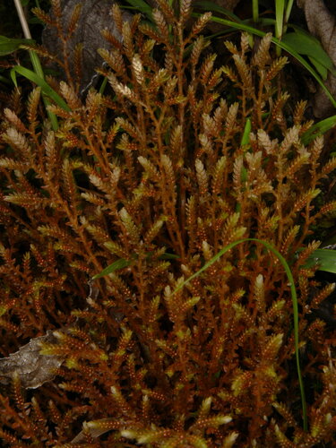 Selaginella leptophylla iNat (1)