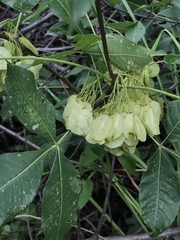Ptelea trifoliata mollis