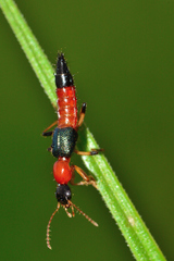 Paederus mexicanus