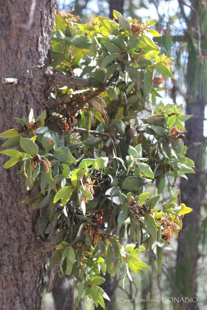 Psittacanthus macrantherus