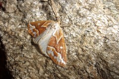 Caripeta angustiorata