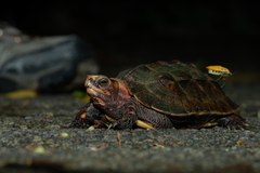 Ryukyu Black-Breasted Leaf Turtle photo 5