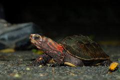 Ryukyu Black-Breasted Leaf Turtle photo 2