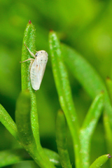 Megophthalminae