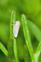Megophthalminae
