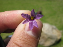 Sisyrinchium scabrum
