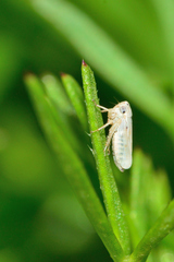 Megophthalminae