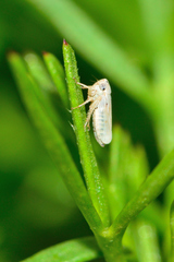 Megophthalminae